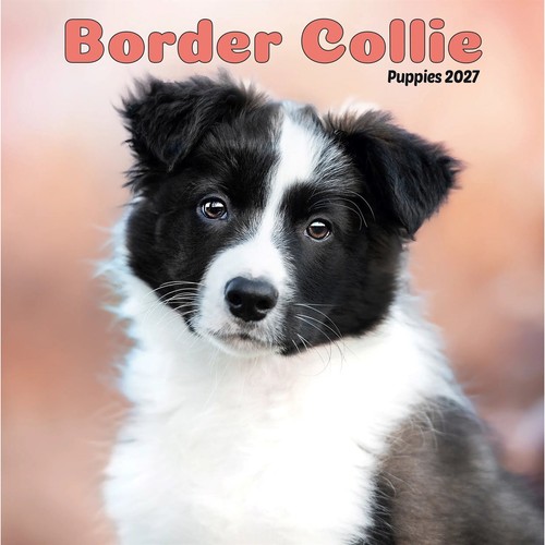 Border collie puppies - puppies, mini
