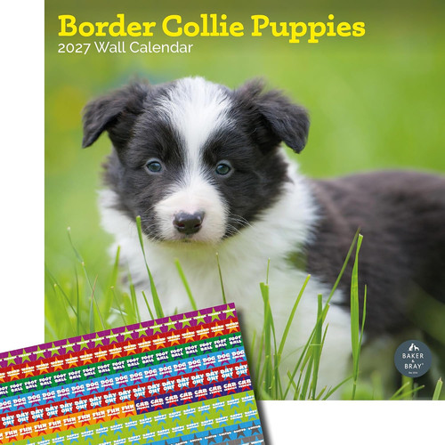 Border collie puppies calendar - collie,