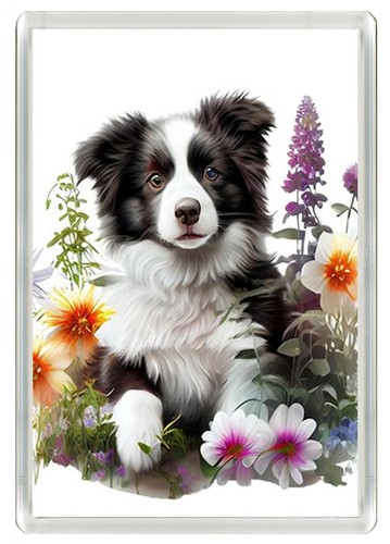 Border collie puppy - puppy, fridge