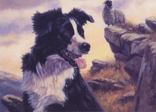 Border collie sheep shepherd - border,