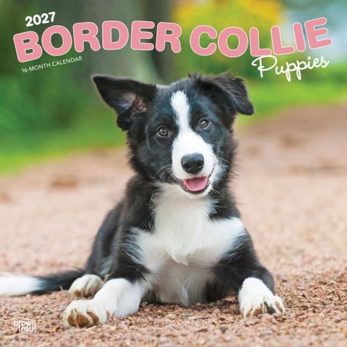 Border collie puppies 2027 - border,