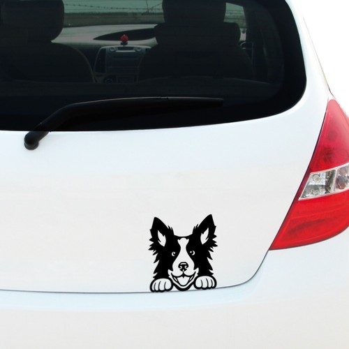 Peeking border collie decal - peeking,