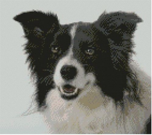 Border collie puppy - dog, 25.5cm