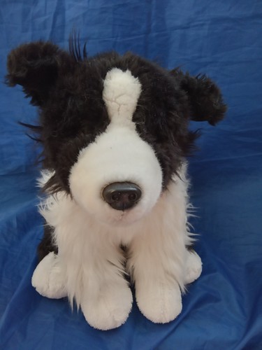 Border collie dog - border,
