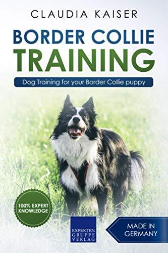 Border collie training dog - border,