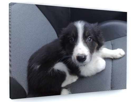 Border collie puppy animal - border,