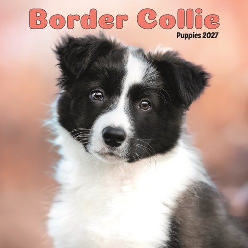 Border collie puppies mini - border,