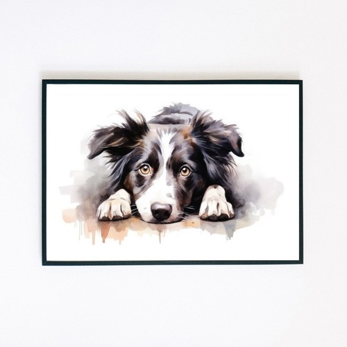 Border collie puppy - border,