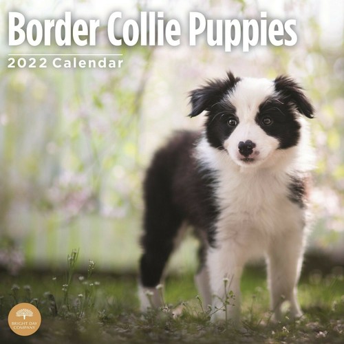 Border collie puppies - puppies,
