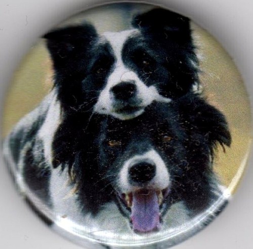 Border collie pin - collie, badge