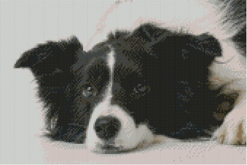Border collie puppy - collie, 31cm