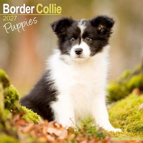 Border collie puppies calendar - border,