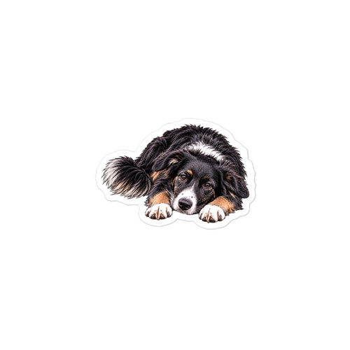 Tri colour border collie - border, kiss