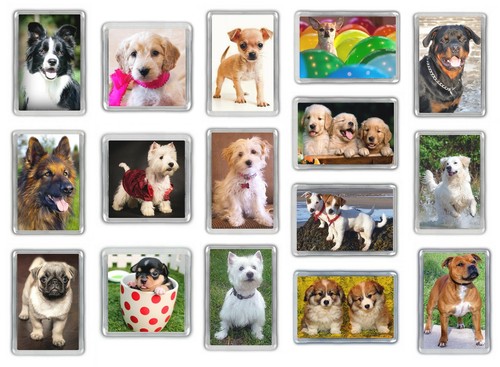 Dog fridge magnets pug - magnets, staffy