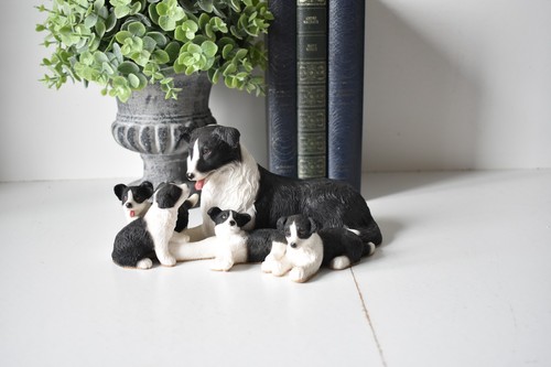 Leonardo border collie with - leonardo,