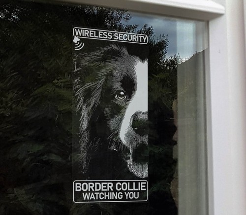 Border collie wireless - collie,