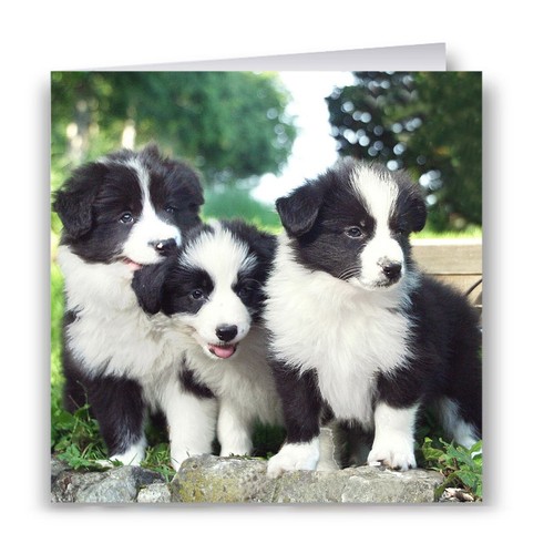 Border collie puppies - puppies, greeting