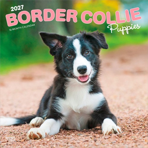 Border collie puppies - puppies, 2027
