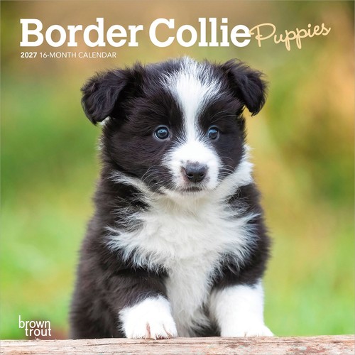 Border collie puppies 2027 - border, |