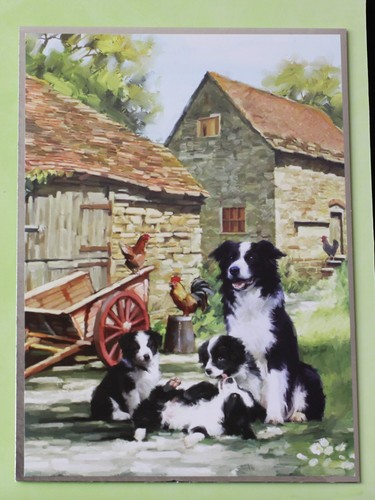 Border collie dogs puppies - border,
