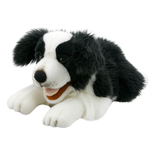 Border collie puppet playful - border,