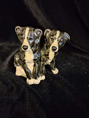Pair border collie - ,