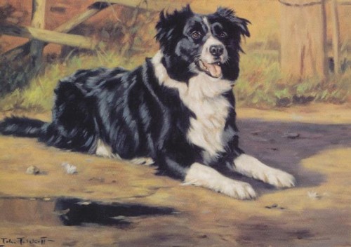 Border collie sheep dog cute - border,
