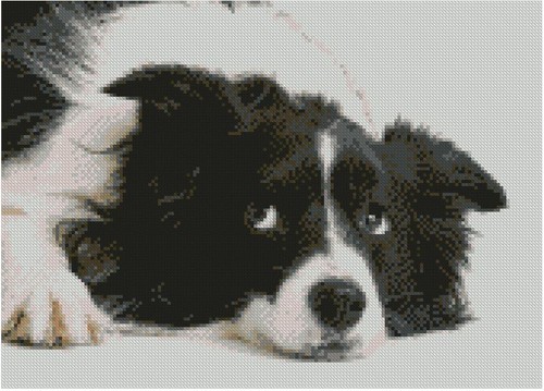 Border collie puppy - puppy, dog