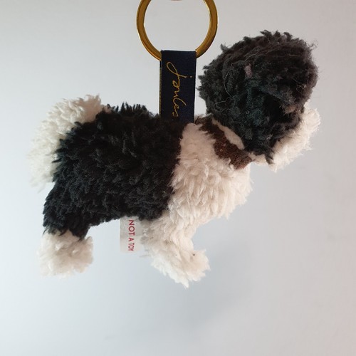 Joules border collie dog puppy - collie,
