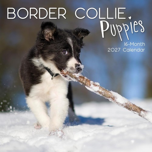 Border collie puppies dog - dog, "12