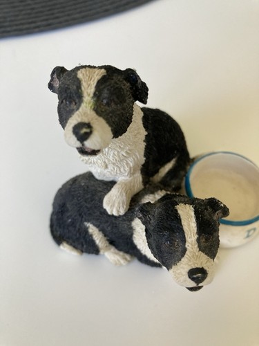 Collie dog puppies - , fine