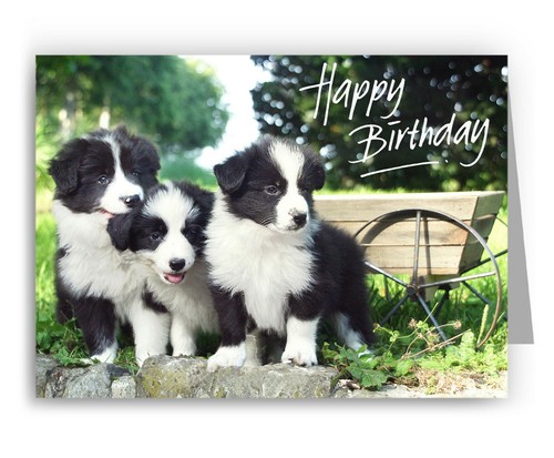 Border collie puppies - collie, birthday